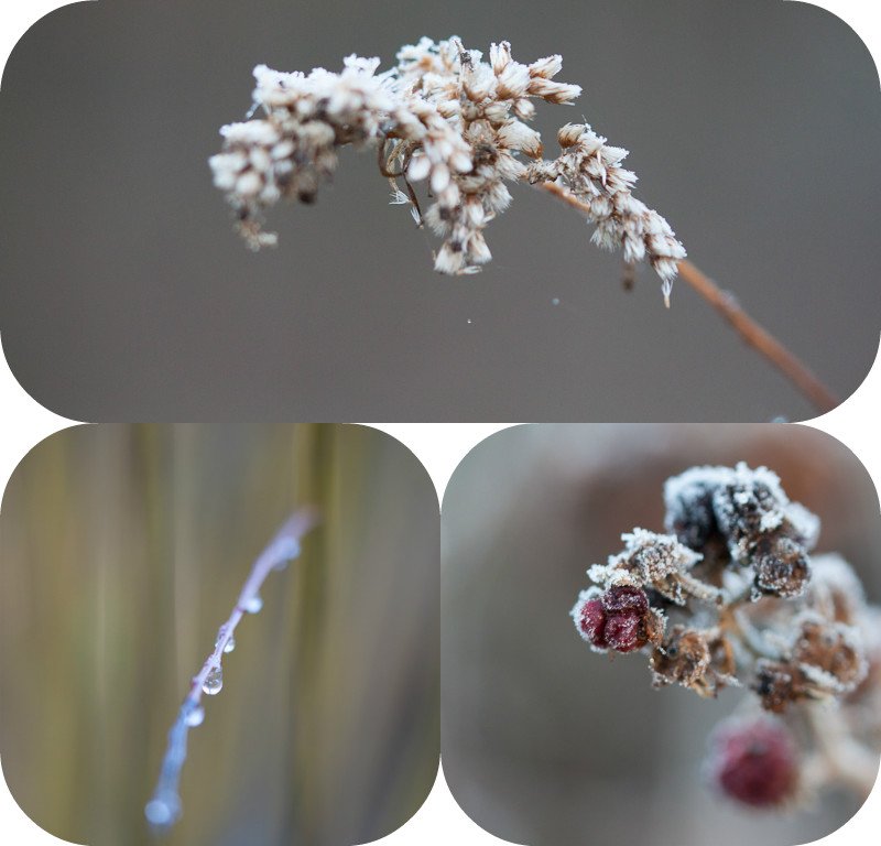 winterblumen-2